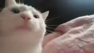 WAKE UP HAJIMI ! 哈基米起床！(1 Hour)