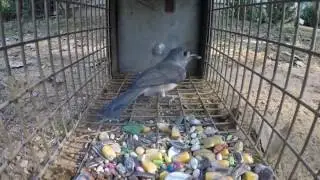 Wild Bird Trapping Part 2