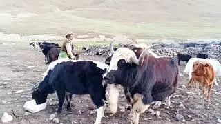 Most popular powerful Biggest famous Yak Meeting Cow Must watch  ||Yak vs cow||