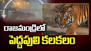 గోడ దూకి ఫారెస్ట్ లోకి..Tiger Spotted On Highway Road At Diwan Cheruvu In Rajahmundry | TV5 News