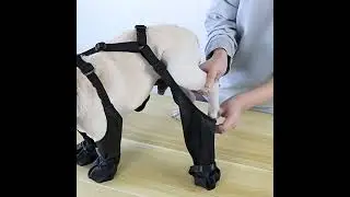 Waterproof Adjustable Dog Shoes Rainy Day Boots Breathable  #alliexpress #youtubeshorts #youtube