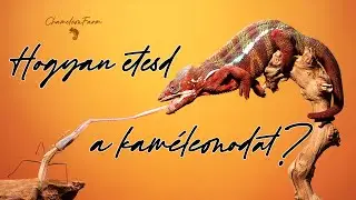 ChameleonFarm - Hogyan etesd a kam&eacute;leonodat - Profi &eacute;s egyszerű megold&aacute;s kezdőknek is
