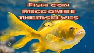 😮😮New #research fish can recognize themselves in photos