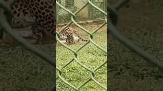 Playing leopard #leopard  #jungle #ranchi #ranchidiaries #india