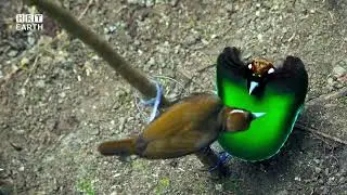 Bird of Paradise on Planet | HRT Earth