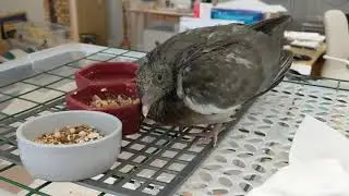 Baby wood pigeon feeding