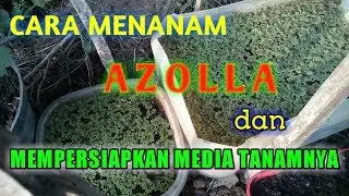 CARA MENANAM AZOLLA DAN MEDIA TANAMNYA