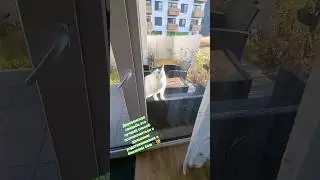 Стэтхэм  о позетиве🐈&zwj;⬛😻❤️&zwj;🔥#memes #cat #видосыоткота #популярное #кот #юмор #recommendations #mem