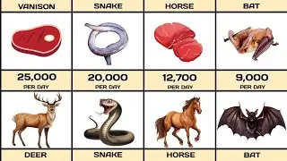 How Many Animals Humans Eat every Day