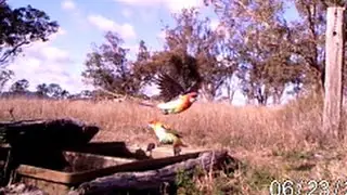Eastern Rosellas drinking, Thanes Creek QLD