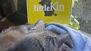 Grab a FREE KITTEN KIT || littlekin || KINSHIP