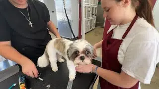 Hudson High School students learn pet care, business skills through dog-grooming program