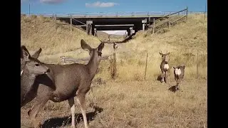 Crop switching, Sustainable Green Cities, Wildlife Crossings