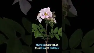 Human share DNA with fruit flies