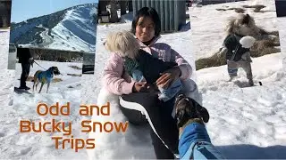 Dinner Plain, The Victoria only pet allowed snow resorts