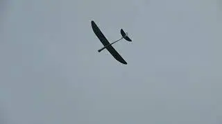 aquila
