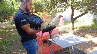 cuida gallera el zarco #7 manejando gallos bravos