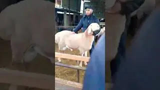 Арашан kg.@@@