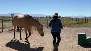Clicker Training Magic: Moving Haunches & Shoulders with the Target | Beyond the Saddle Week 2
