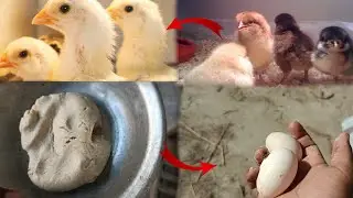 How to increase Chicks Weight Faster||Fast Grow Tips for Chicken's baby|Summer feed For Hen