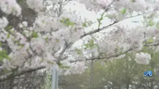 Red Wing Park in VB hosting Cherry Blossom Festival