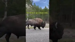 Yellowstone Traffic Jam: Bison Edition! 🦬 #Yellowstone #Bison #Wildlife #natureshorts #usa