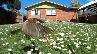 New Zealand backyard bird Feeder video for Cats