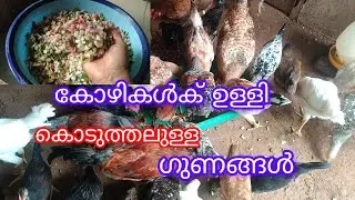 കോഴികൾക് രോഗ പ്രധിരോധ ശേഷി വർധിക്കാൻ ഇത് കൊടുത്താൽ മതി 👍👍