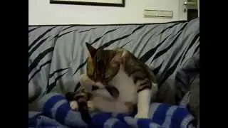 Cleanaholic cat