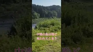 米代川中流で鮎が釣れない理由#鮎釣り#米代川#