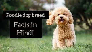 poodle dog breed facts in hindi
