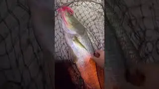 No dinks on pink #fishing #florida #fish #nlbn #snook #fishingvideo #fishingshorts