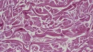 Cellular Rejuvenation: Scientists Identify Key Proteins for Tissue Repair