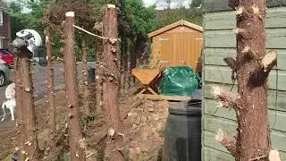 Hedge Removal Using a Stihl Chainsaw: Replacing With a New Fence #shorts