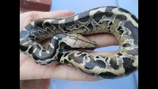 A few babies from the Nepthys clutch - Sumatran Short Tail Pythons