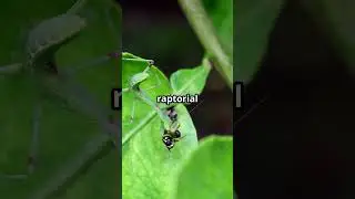 Mantidfly: The Stealthy Predator
