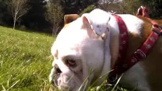 Bulldog Licking and Eating More Grass
