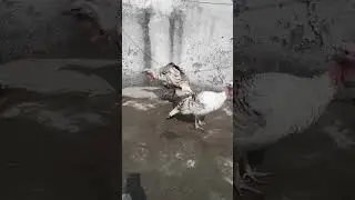 Turkey Birds | Turkey Chicks | (@HamsaFabrics )