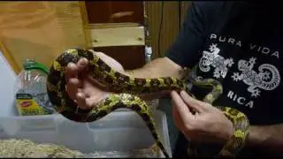 Hybrid Rat Snake Surprise!