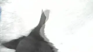 Barry The Dog