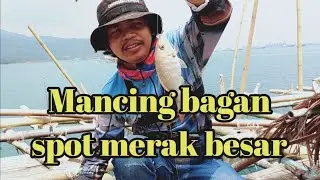 Mancing di bagan umpan udang hidup merak besar || spot merak banten