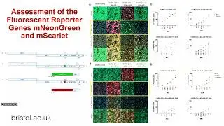 Flash: Isobel Webb - Replacing SARS-CoV-2 ORF3a gene with fluorescent reporter genes