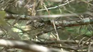 Ovenbird & Horse Guard Wasp