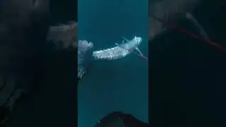 king mackerel