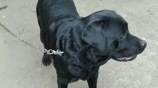 Лабрадор - это круто!