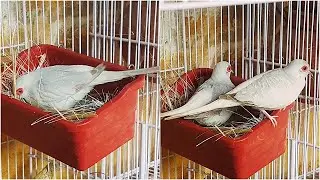 World's smallest dove 🕊️♥️ | diamond aviary full setup video | dove sound 