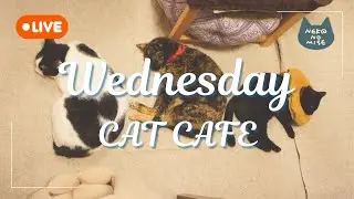 【作業用BGM】閉店後の猫たちは何してる？猫カフェの夜をのぞき見ライブ ☕Relaxing Music & Cats｜2026.1.14