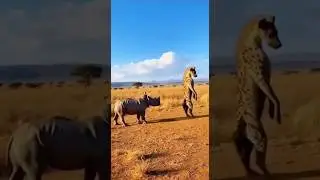 Неудачная схватка детеныша носорога и гиены! Эпическая месть мамы 🦏💥😂 #дикаяприрода