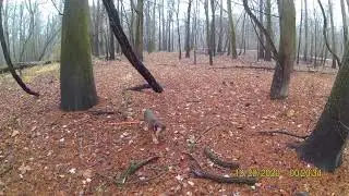 Track #8 Chickasaw NWR 12/20/20 #hankswhitetailrecovery