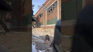 Бездомного щенка спасли, и он не может перестать хромать.